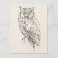 Owl Portret - Schets