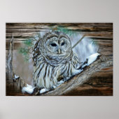 Owl Poster (Voorkant)
