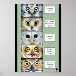 Owl Poster