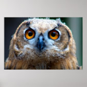Owl Poster (Voorkant)