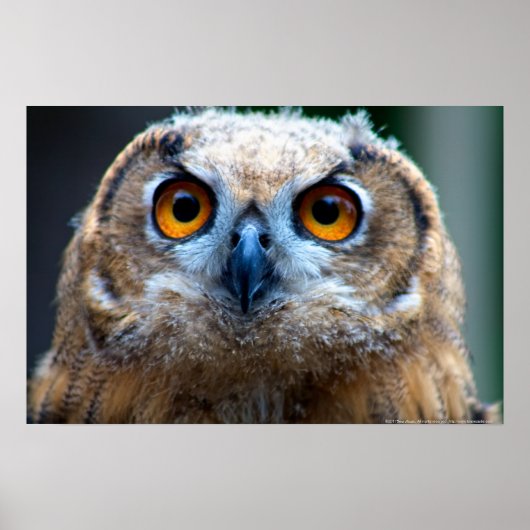 Owl Poster (Voorkant)