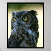 Owl Poster (Voorkant)