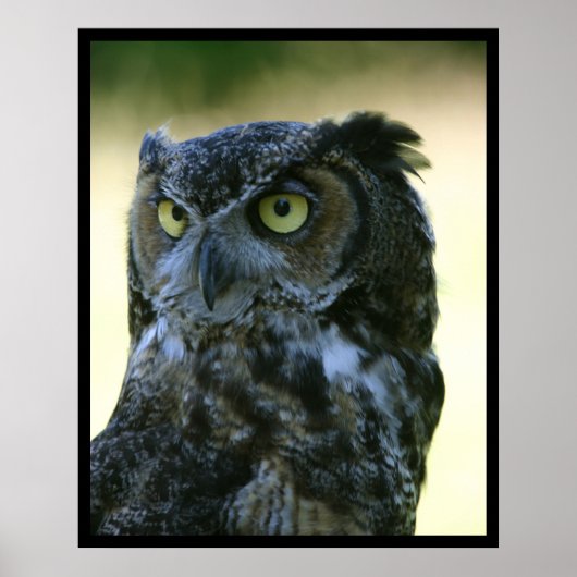 Owl Poster (Voorkant)