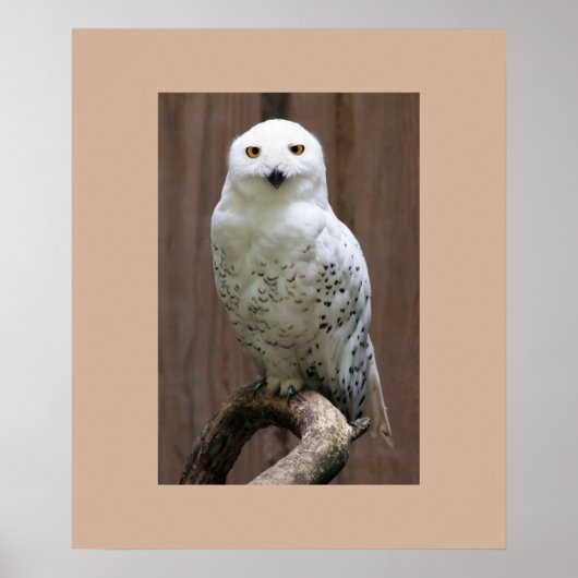 Owl Poster (Voorkant)