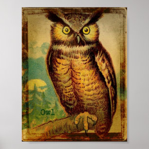 Owl Poster