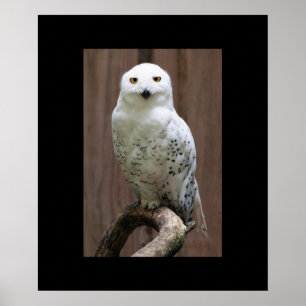 Owl Poster