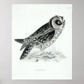 Owl Poster (Voorkant)