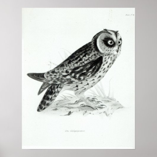 Owl Poster (Voorkant)
