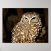 Owl Poster (Voorkant)