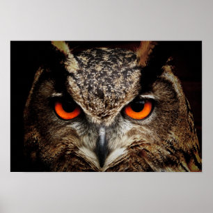 Owl Poster