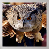 Owl Poster (Voorkant)