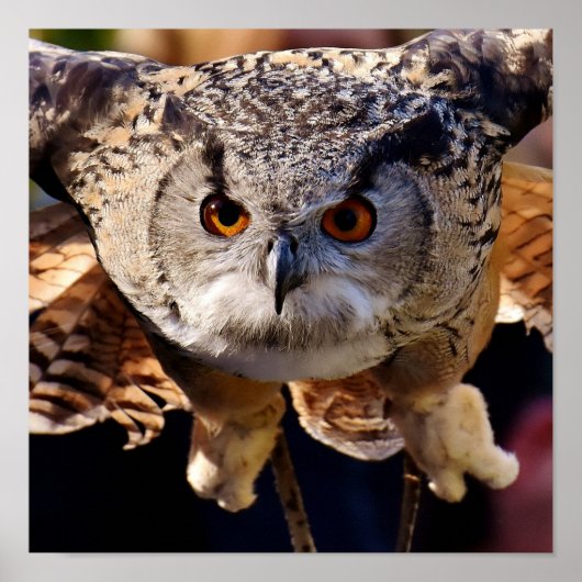 Owl Poster (Voorkant)