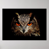 Owl Poster (Voorkant)