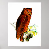 Owl Poster Print (Voorkant)