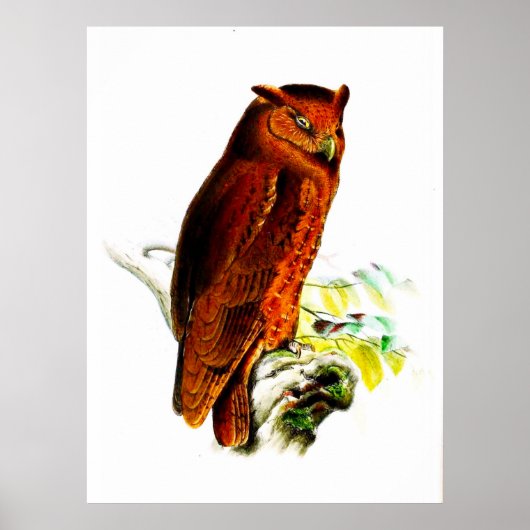 Owl Poster Print (Voorkant)