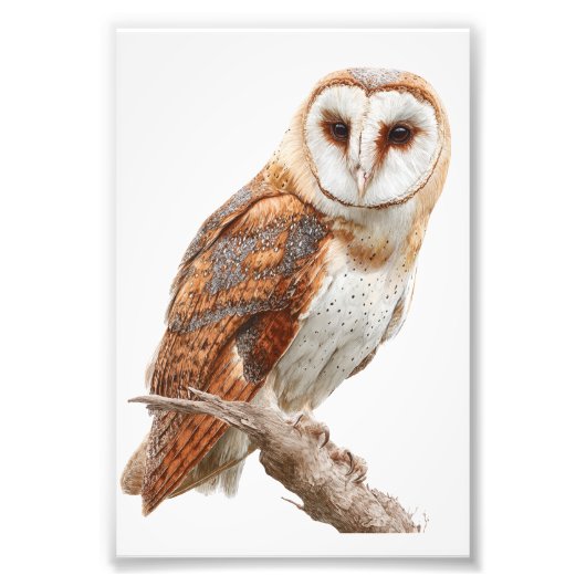 Owl Premium Satin Photo Paper Photo Enlargement Foto Afdruk (Voorkant)