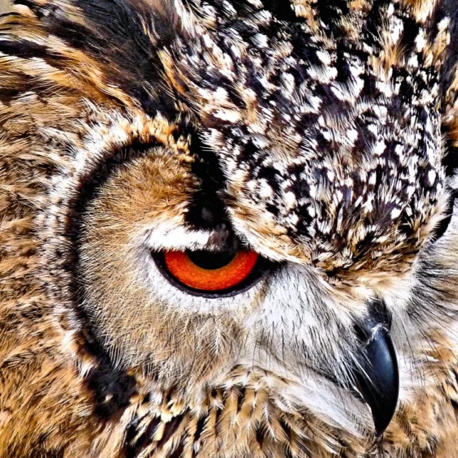 OWL ROND KUSSEN (A photographic design of a beautiful eagle-owl.)