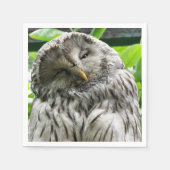 OWL SERVET (Voorkant)