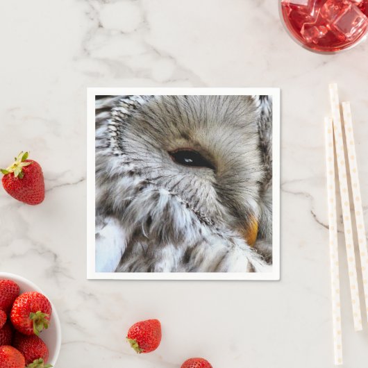 OWL SERVETTEN (Insitu)