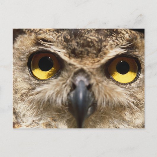 Owl Sluiten Briefkaart (Voorkant)