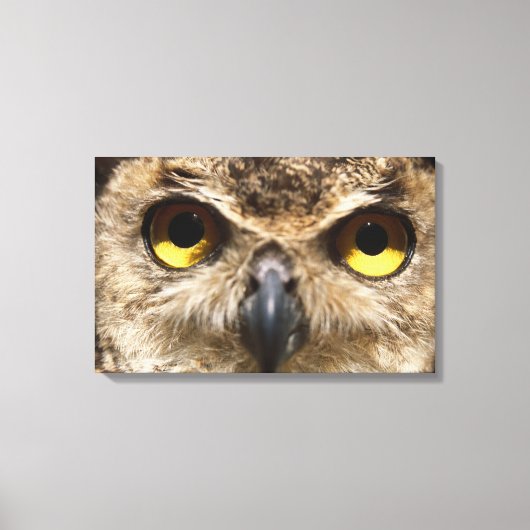 Owl Sluiten Canvas Afdruk (Voorkant)