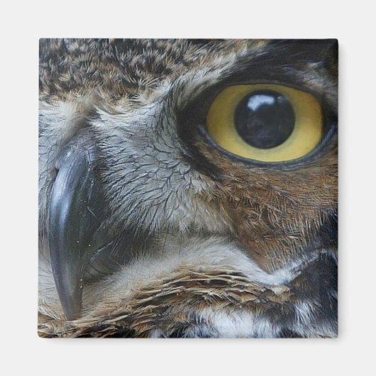 Owl Square Magnet (Voorkant)