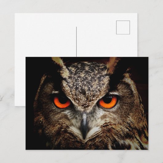 OWL-stallen Briefkaart (Voorkant / Achterkant)
