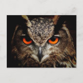 OWL-stallen Briefkaart (Voorkant)
