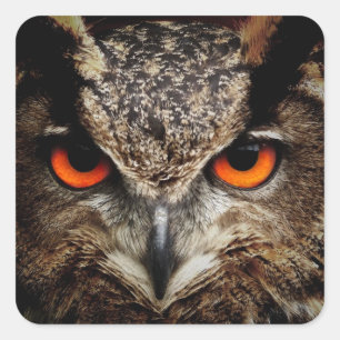 OWL-stallen Vierkante Sticker