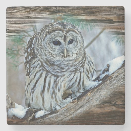 Owl Stenen Onderzetter (Voorkant)