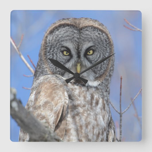 Owl Vierkante Klok (Voorkant)