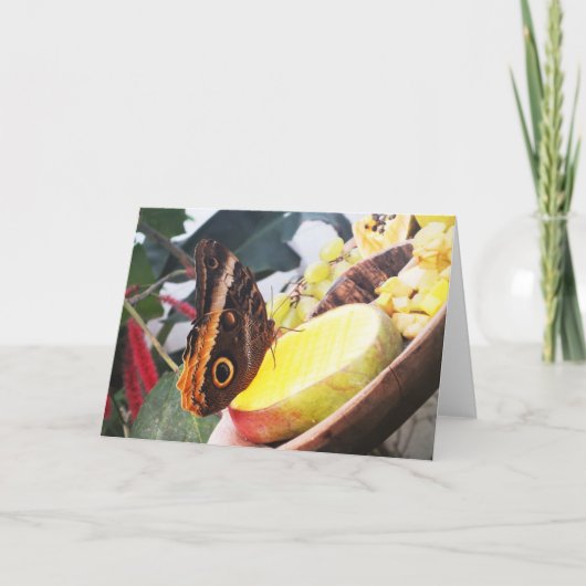 Owl vlinder feestdagen kaart (Voorkant)