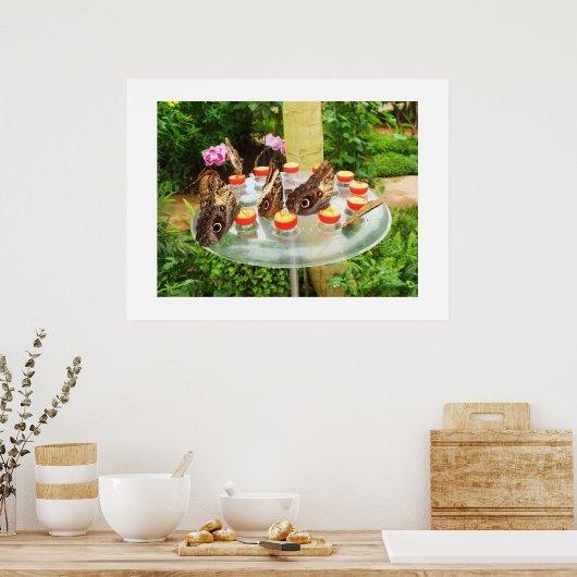 Owl vlinder poster (Keuken)