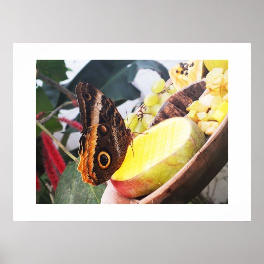 Owl vlinder poster (Voorkant)