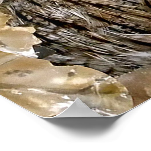 Owl Wink Poster (Hoek)