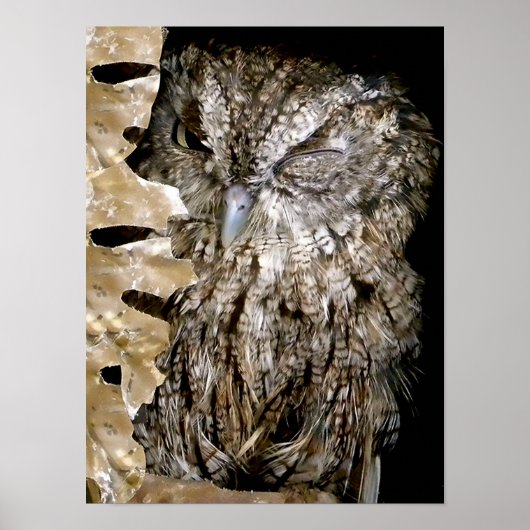 Owl Wink Poster (Voorkant)