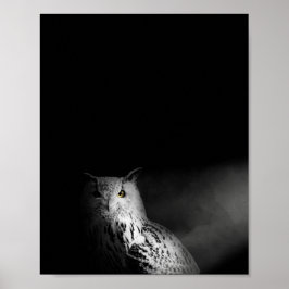 Owl, zwart-wit, foto poster