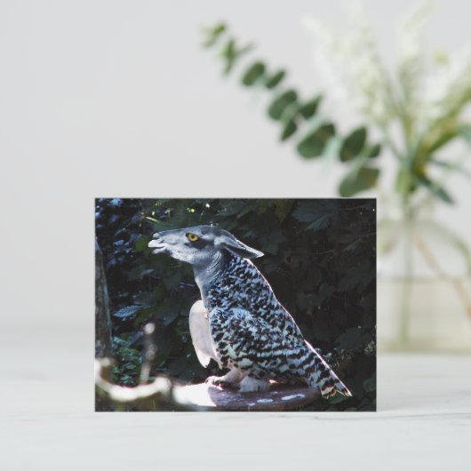 Owlama briefkaart (Staand voorkant)