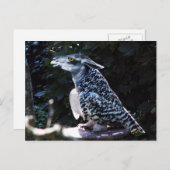 Owlama briefkaart (Voorkant / Achterkant)