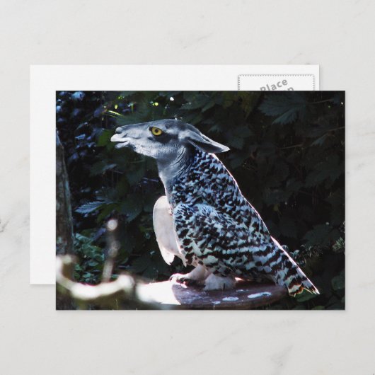 Owlama briefkaart (Voorkant / Achterkant)