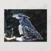 Owlama briefkaart (Voorkant)