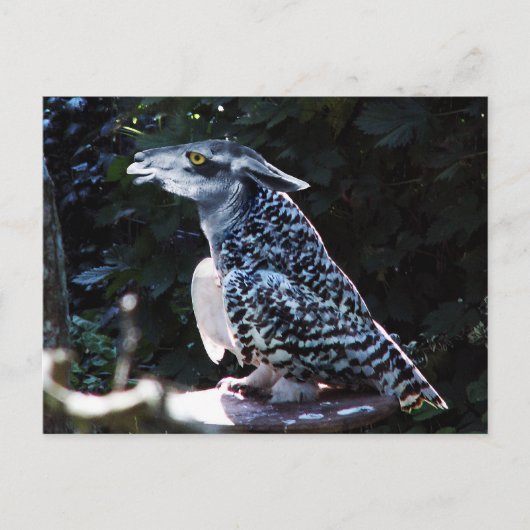 Owlama briefkaart (Voorkant)