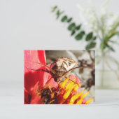 Owlet Moth ~ briefkaart (Staand voorkant)