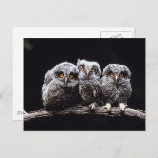 Owlet Trio Briefkaart (Voorkant / Achterkant)