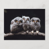 Owlet Trio Briefkaart (Voorkant)
