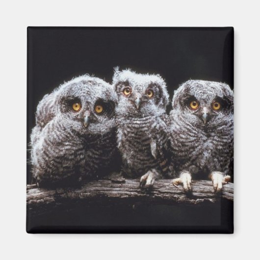 Owlet Trio Magneet (Voorkant)