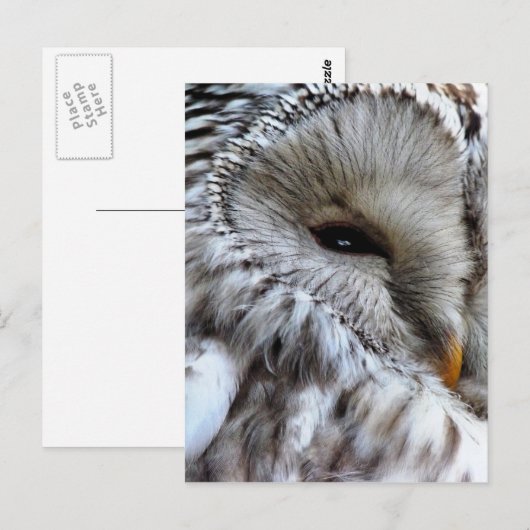 OWLS BRIEFKAART (Voorkant / Achterkant)