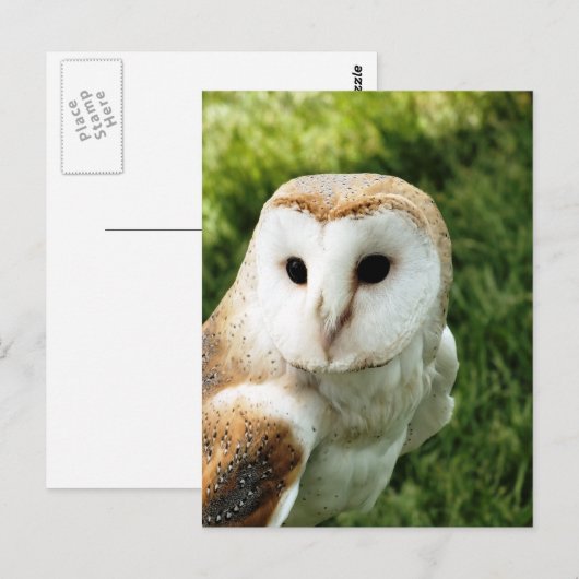 OWLS BRIEFKAART (Voorkant / Achterkant)