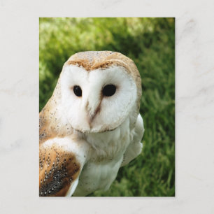 OWLS BRIEFKAART