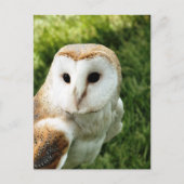 OWLS BRIEFKAART (Voorkant)